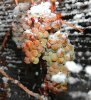 Ohio Icewines