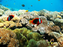 Nusa Penida's Coral Reef