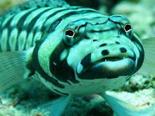 Nusa Penida Coral Fish