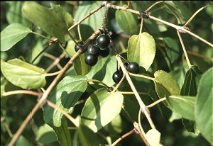 The Stubborn Gardener August 2011