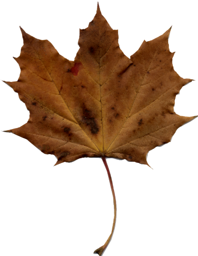 brown leaf clip art - photo #47