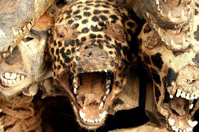 Art and Gangs: dead animals