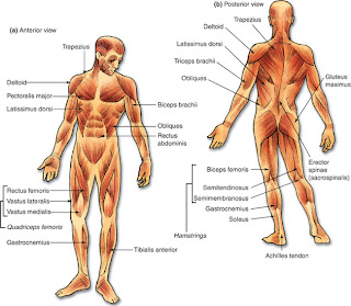 What Systems Relate To Muscle System 115