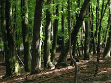 BOSQUE DE CADUCIFOLIO