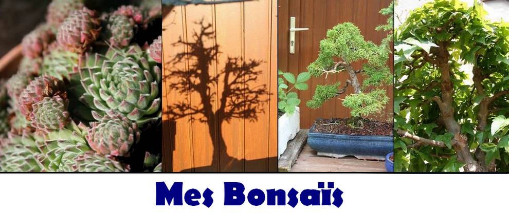 Mes bonsaïs