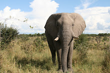 Elephants Galore in Chobe National Park, Botswana
