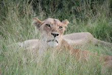Female lion on the look out for impalas
