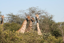 Giraffes in Moremi, Botswana