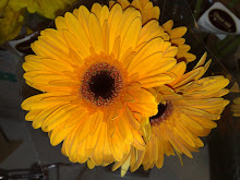 Yellow Gerbera Daisy