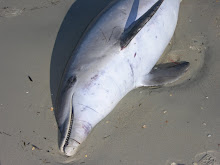 Dolphin killed by NC Gill Net