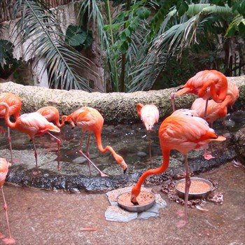 Flamingos Flamingos at the Dallas World Aquarium
