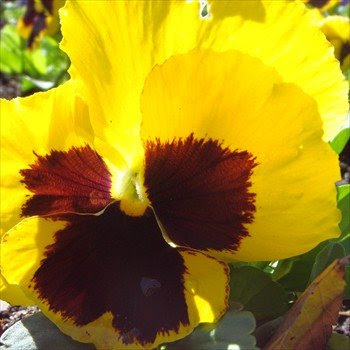 pansies at the dallas arboretum yellow pansy from the dallas botanical gardens