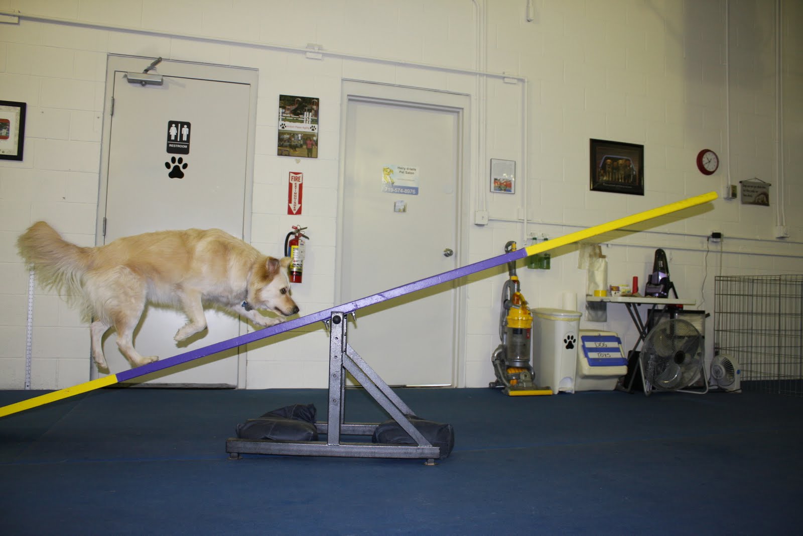 Hot Diggity Dog Sports Agility
