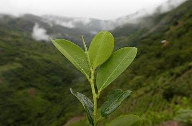 Propiedades de la hoja de coca