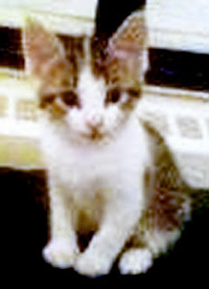 tiger+lily.jpg