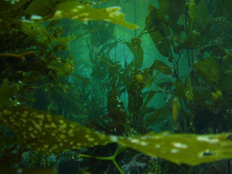 ripples of gratitude: Underwater forests