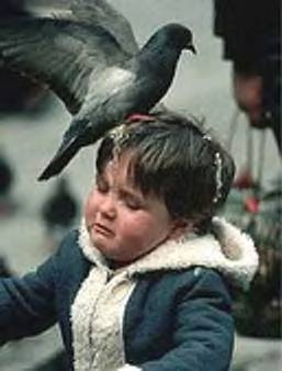 ...A PENNY FOR MADDE'S THOUGHTS...: An open letter to...THE BIRDS THAT