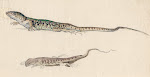 LIZARDS
