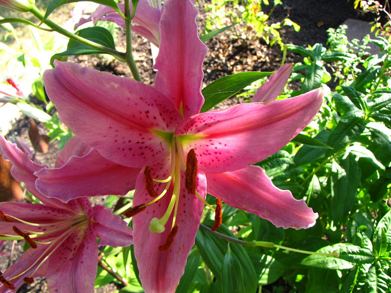 A Gardener in Progress Stop and smell the lilies.