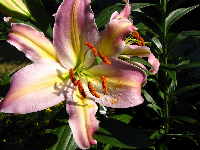 A Gardener in Progress Stop and smell the lilies.