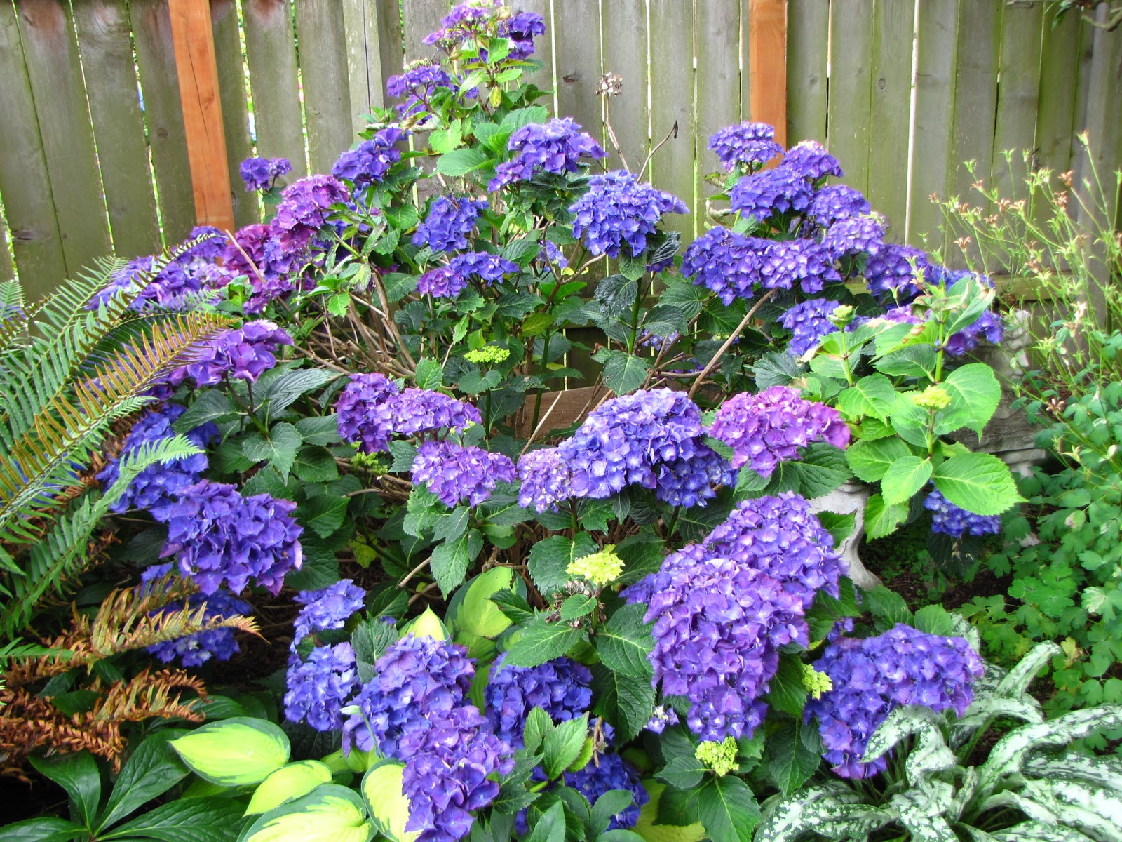 A Gardener in Progress: Hydrangea heaven!