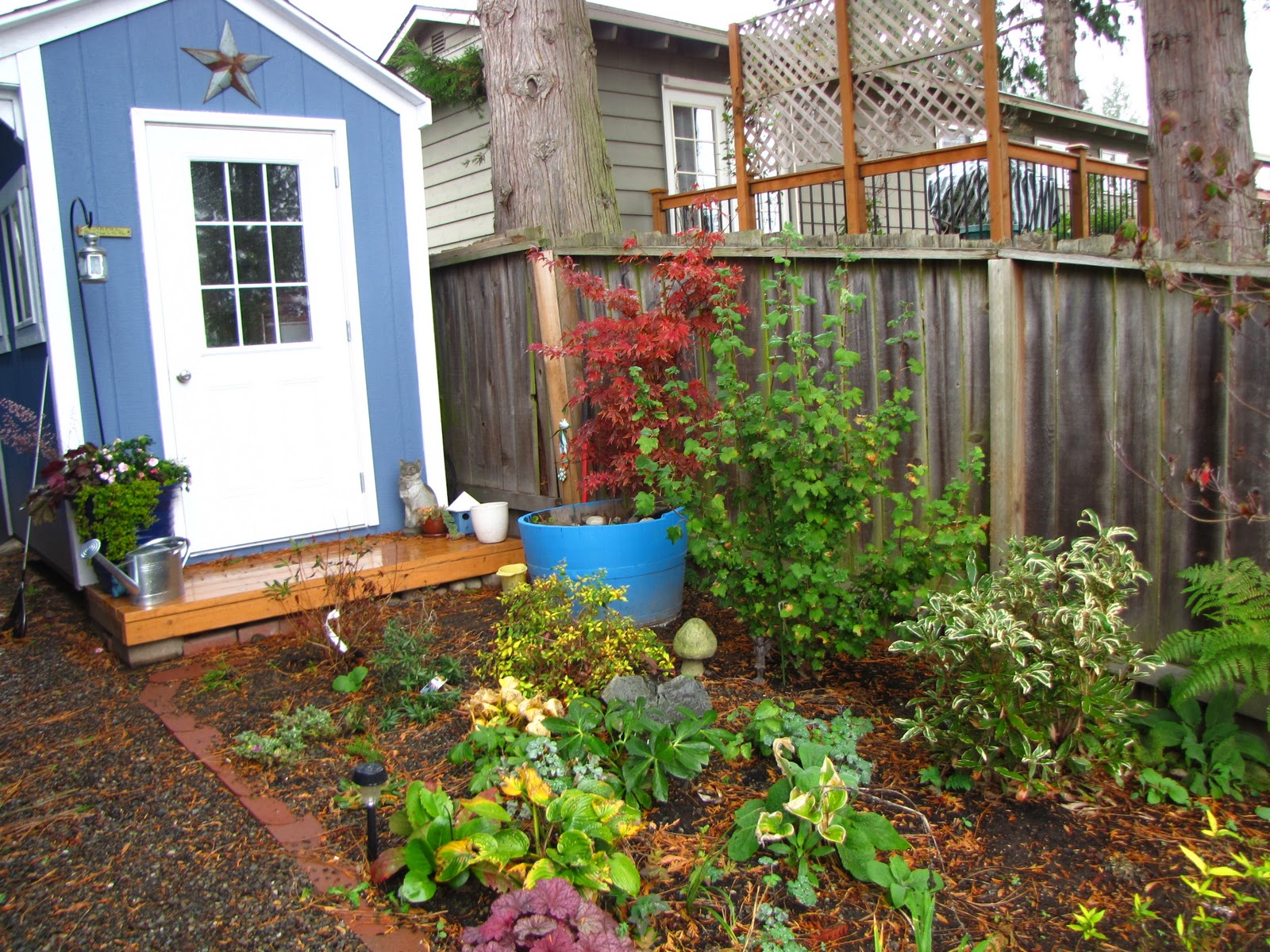 A Gardener in Progress: A walk through the back garden.
