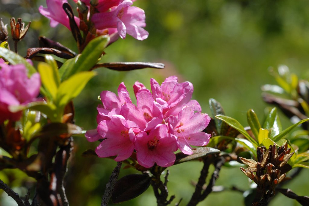 [Rhododendron+ferrugineum_1024x685.jpg]