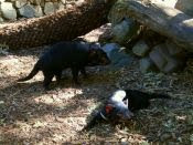 Tasmanian Devils