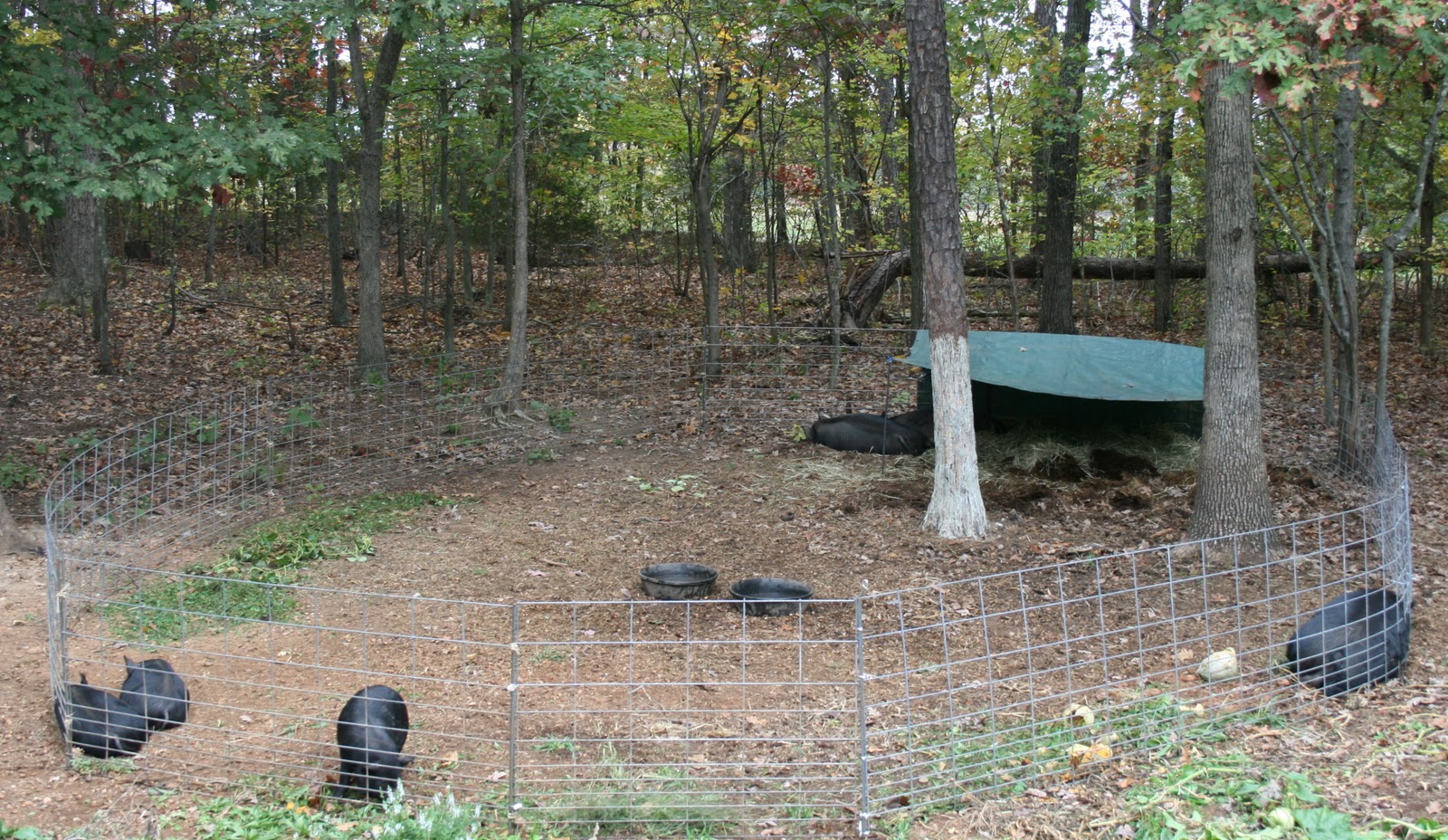 A Tiny Homestead Pigs, Pigs, Pigs