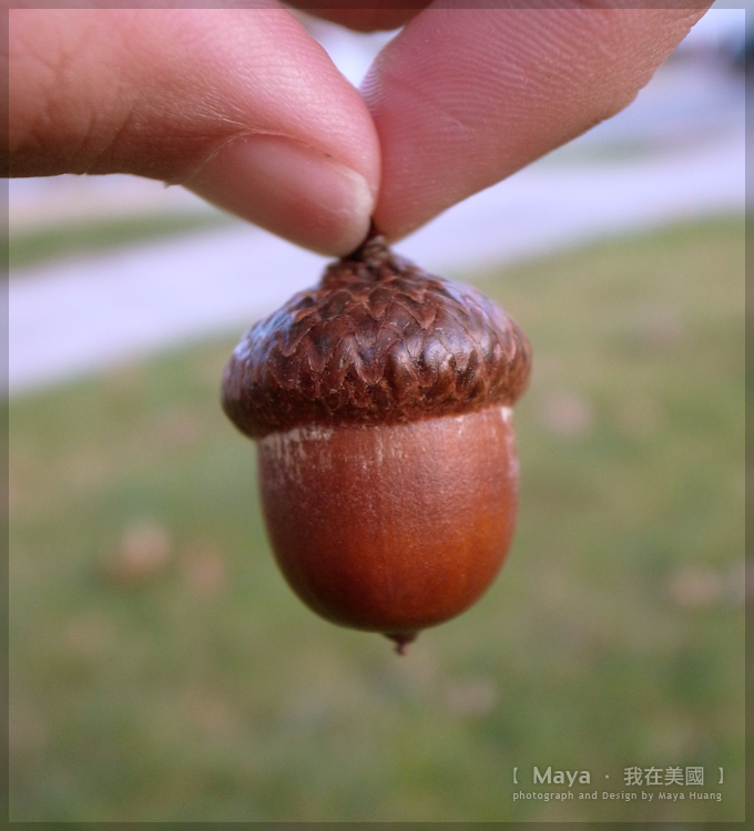 Maya.我在美國: 世界上真的有橡果存在 (Acron. NY)