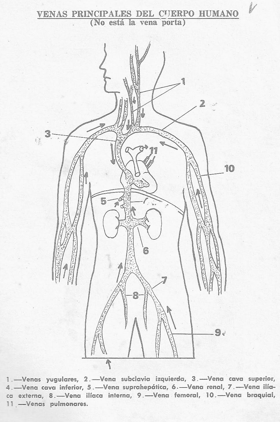 principales venas del cuerpo humano