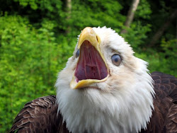 Pets World: The Strongest Hunter in Birds