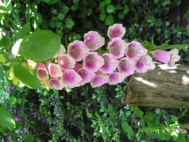 fox gloves under plum tree