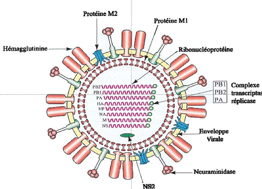 medecin en ligne Orthomyxovirus (virus de la grippe)