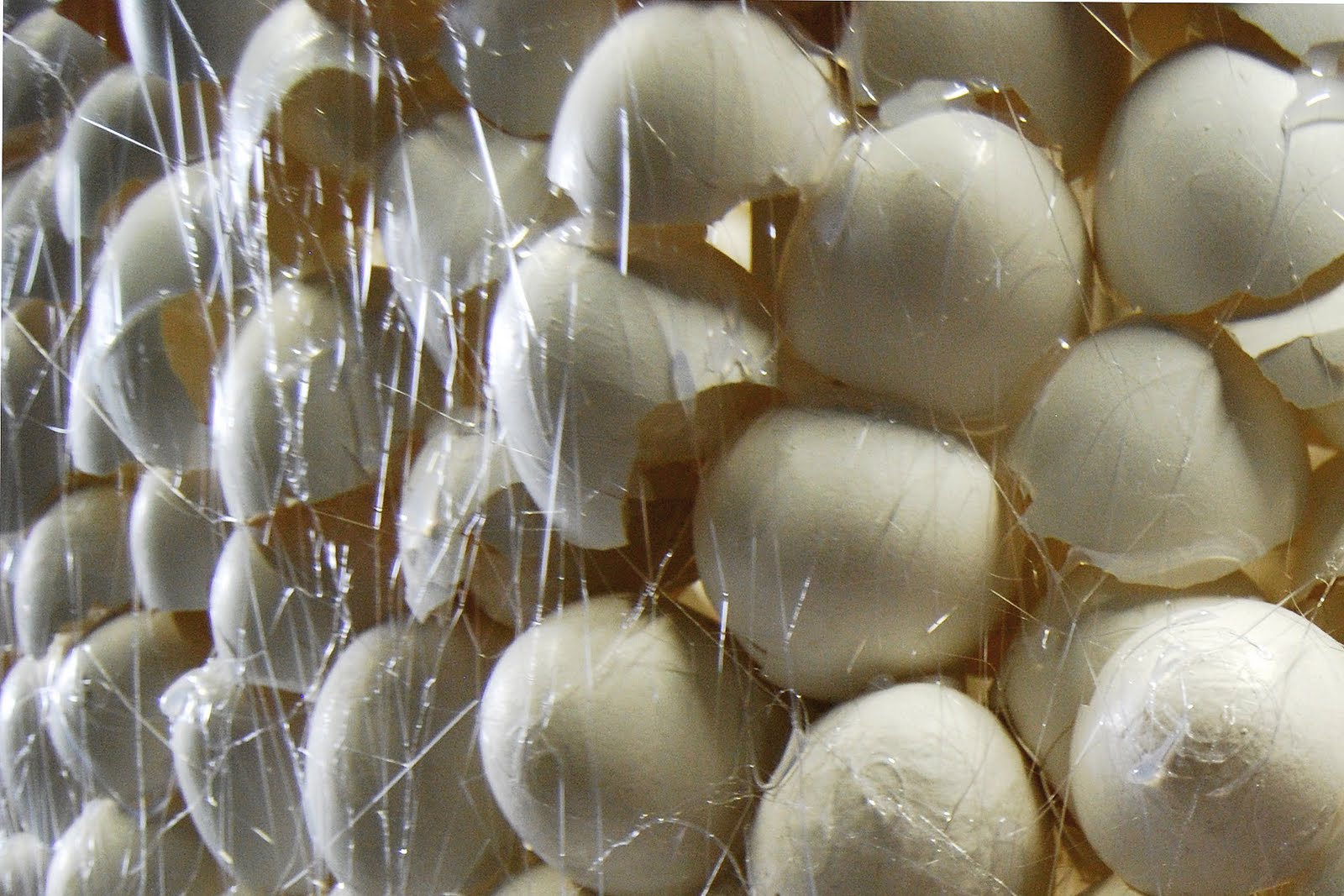 [invite+shell+close+up.jpg]