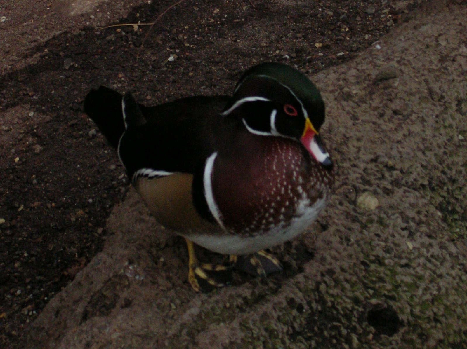 [DSCN4527.JPG]