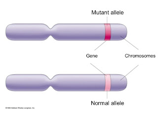 BioOlivia: Allele BioOlivia: Allele