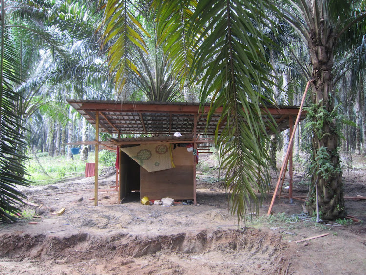 多元小木寮已盖好屋顶了，里面的木房是印尼工人的卧房