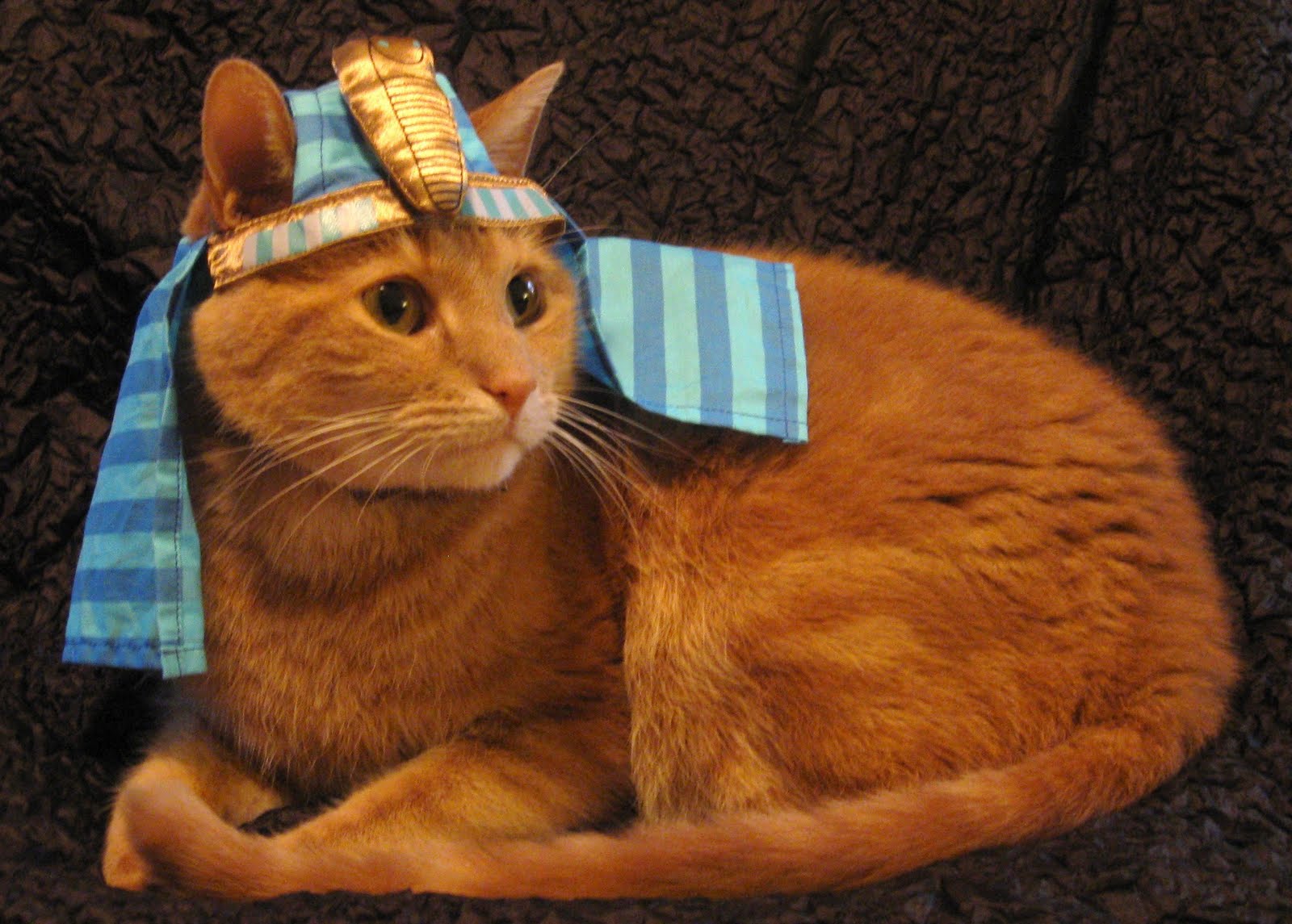 Old Dogs, New Tricks REMEMBRANCE Our Travel Agent, King Tut