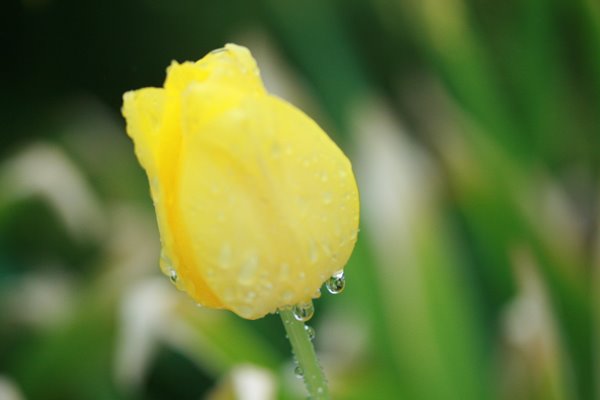 [yellow-tulip.jpg]