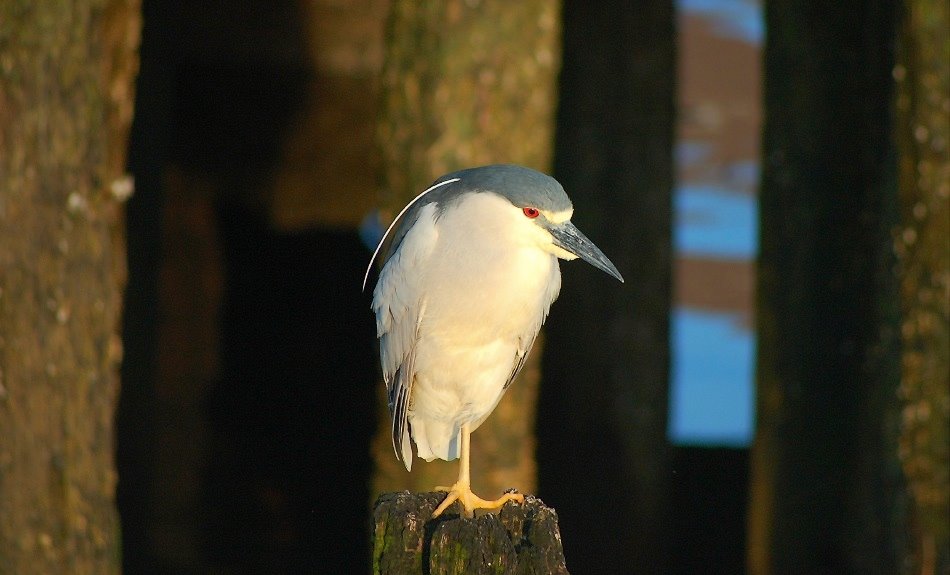 [Strange+Bird+on+One+Leg.jpg]