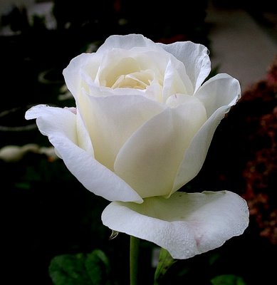 Pintando o sete com a vida: A rosa branca da paz
