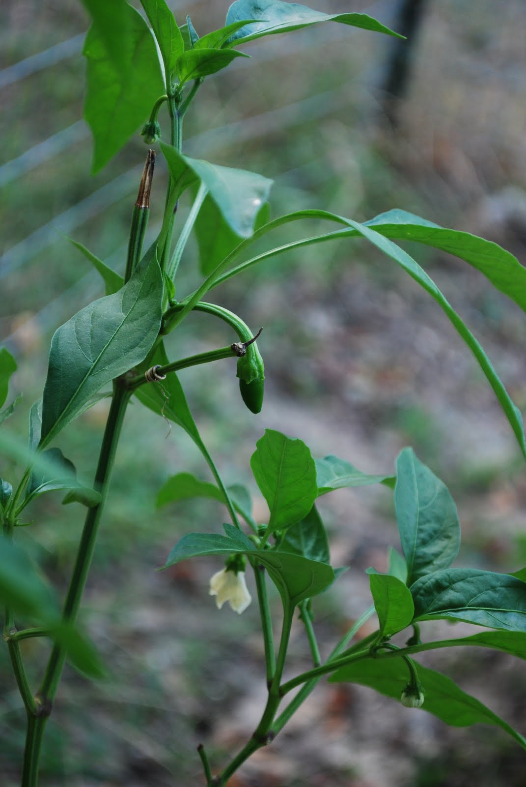 Happy Chappy Gardens Baby Jalapeno Boom