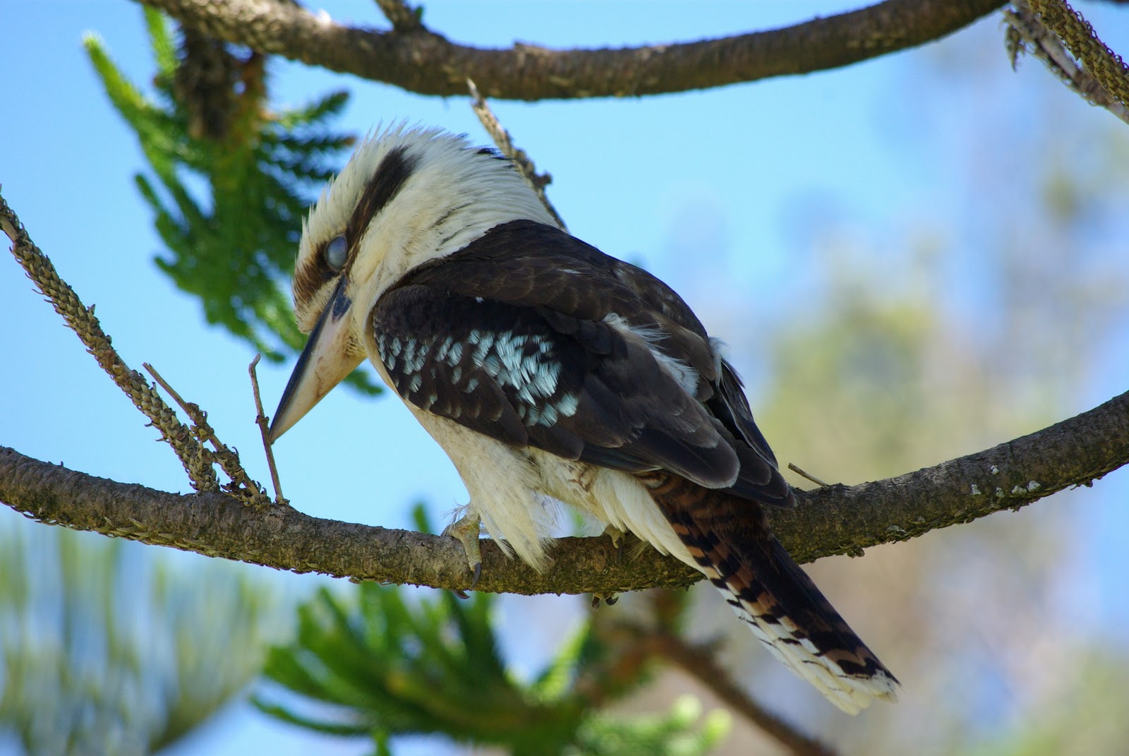 isley17027: Exotic birds of Australia