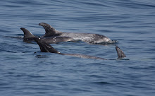 Delfines Arica