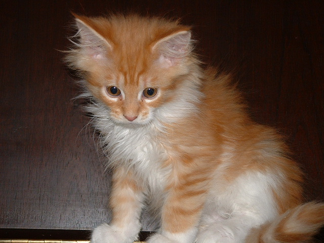 maine coon cat. The Maine Coon is a breed of