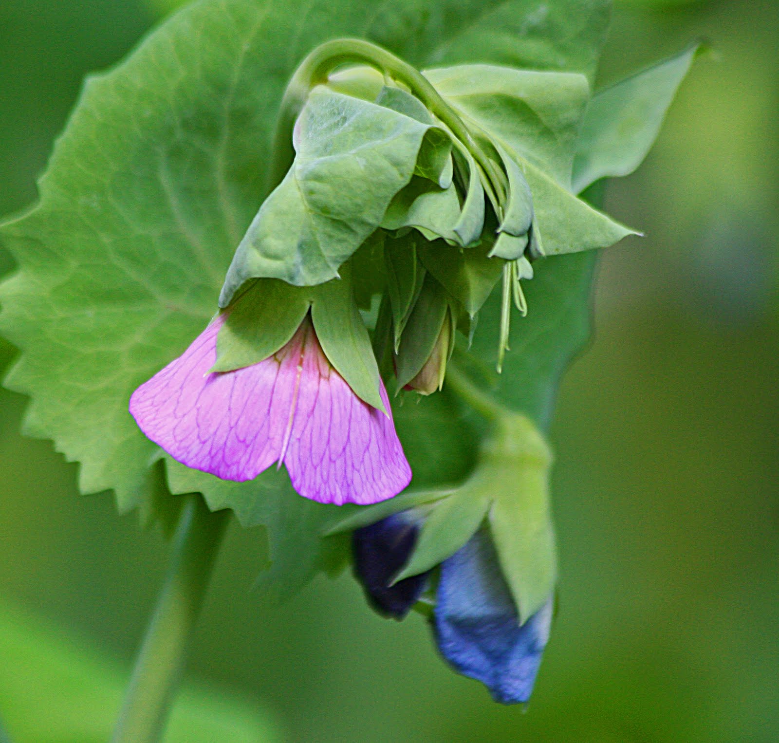 Room Without Walls Mange Tout