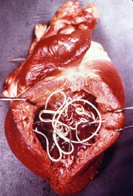 [D.immitisinsitu.jpg]