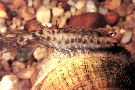 [pocketbook-clam.jpg]