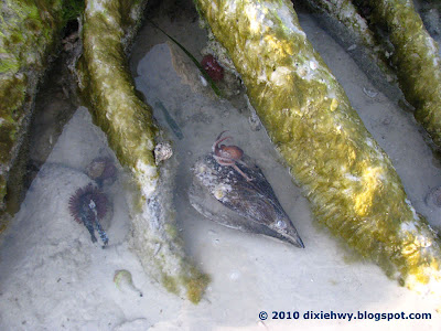 Dixie Highway Full Moon Tide At Fort Desoto Park
